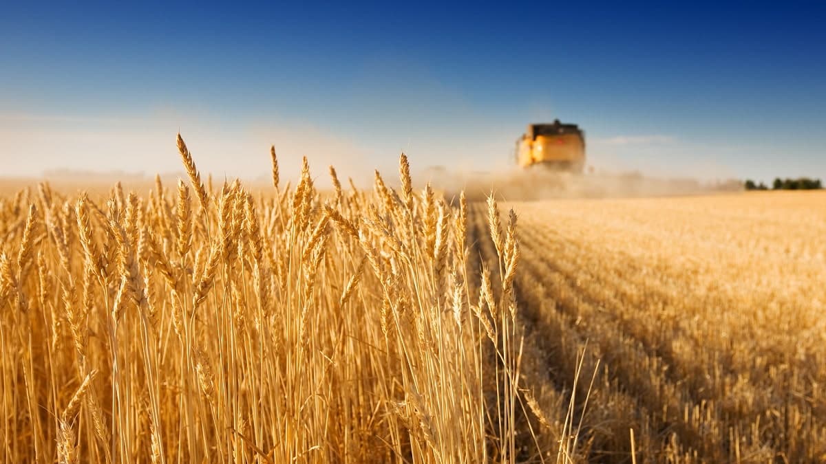 Pour produire du blé, l’Algérie cultive le désert