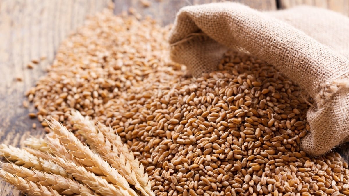 Marché algérien du blé : poursuite du bras de fer russo-français