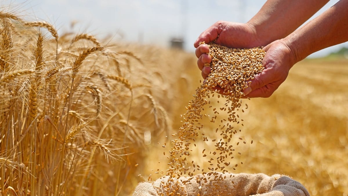 Les céréaliers victimes des pluies de juin réclament plus d’argent