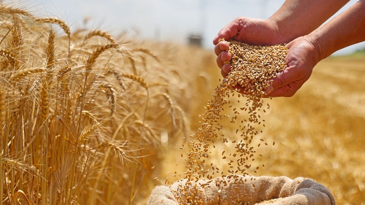 Céréales : l’Algérie fonde de grands espoirs sur le sud