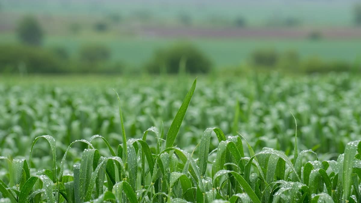 Algérie : des pluies bénéfiques après les menaces de sécheresse, mais cela ne suffit pas