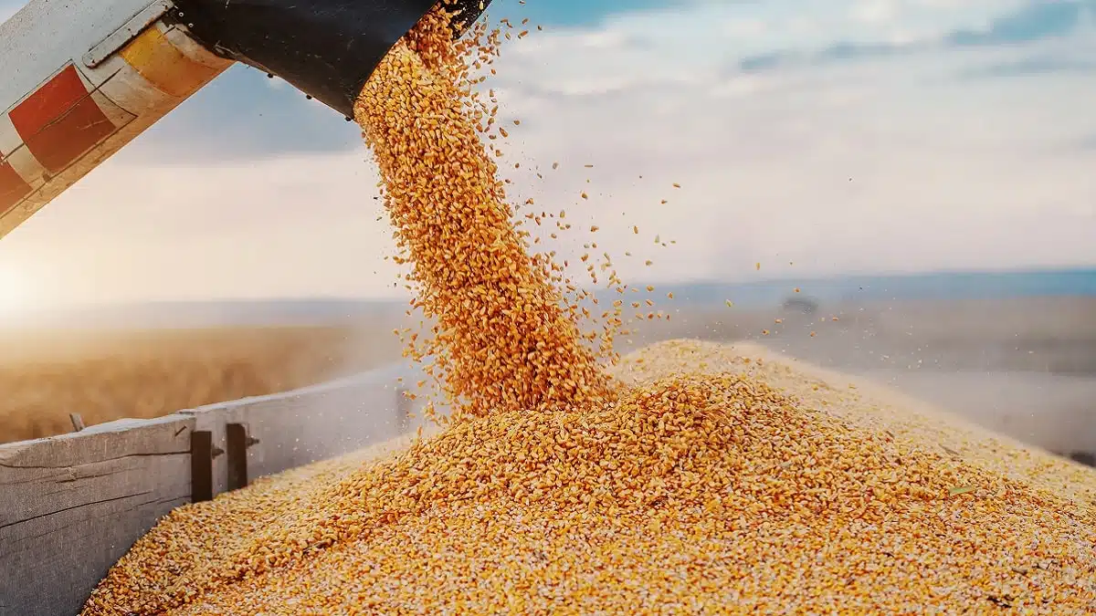 Les céréaliers français s’inquiètent de la perte du marché algérien