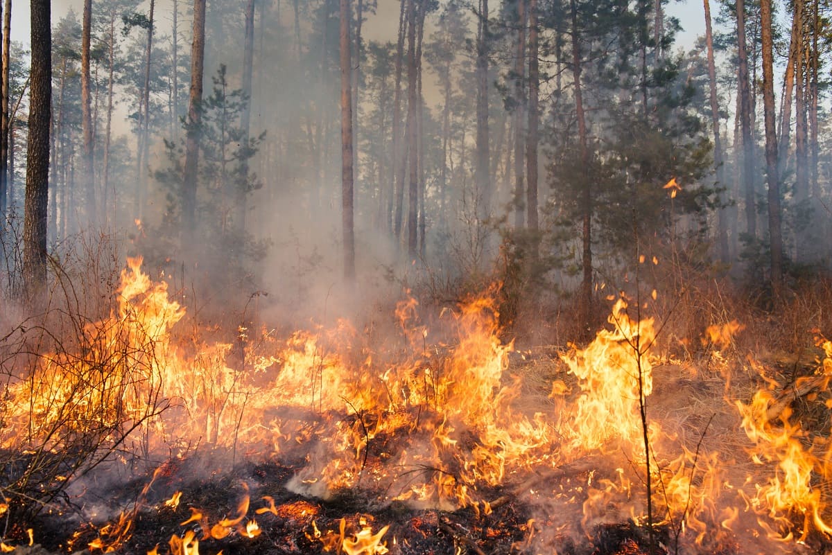 Incendies, noyades, accidents : un été particulièrement meurtrier en Algérie
