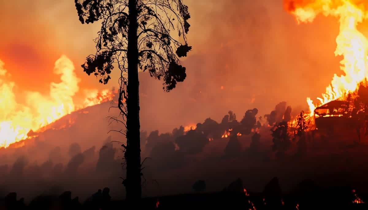 Incendies en Algérie : le tragique destin de la famille Zenoud
