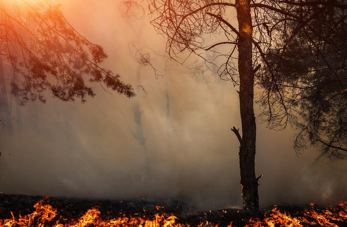 Incendies en Algérie : le point sur la situation