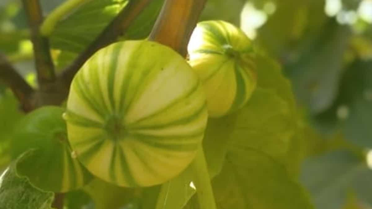 Canicule et sécheresse en Algérie : les figuiers fortement impactés