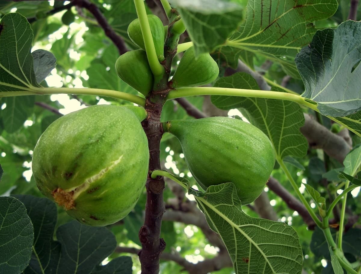 Canicule en Algérie : les figues de Beni Maouche menacées