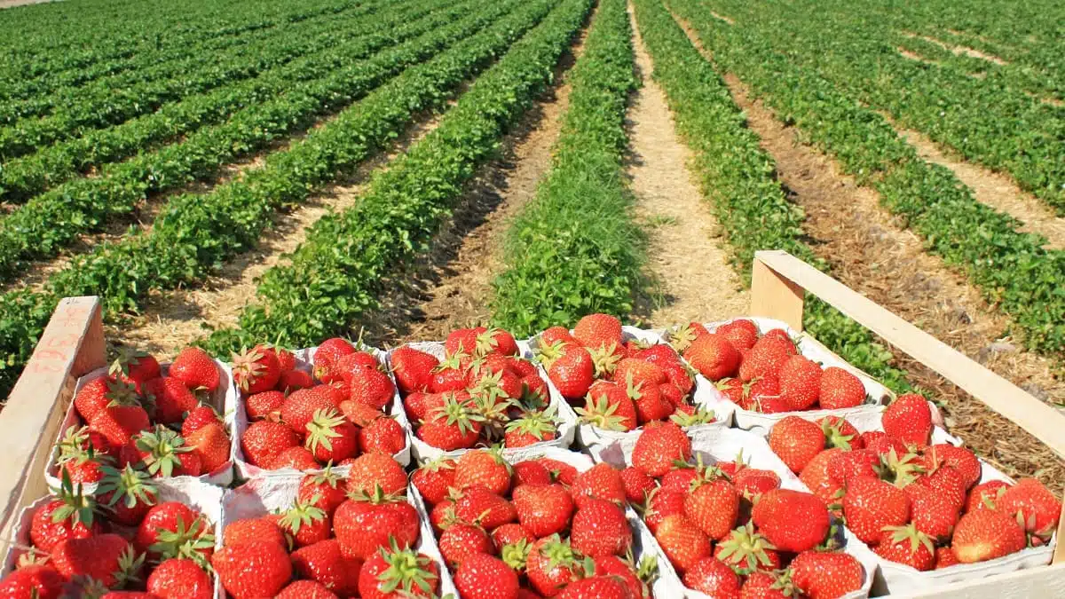Fraises marocaines : alerte sur des risques sanitaires en Europe