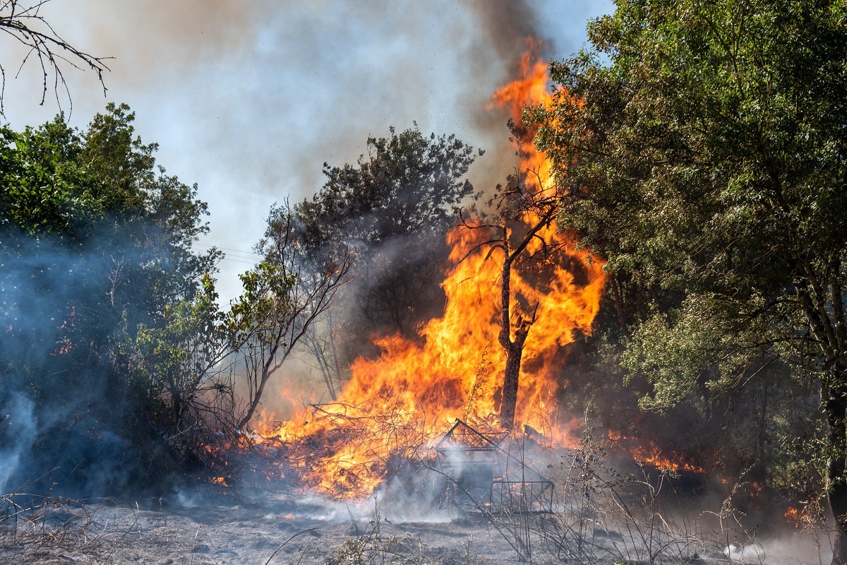 Incendies en Algérie : polémique entre l’APS et France 24