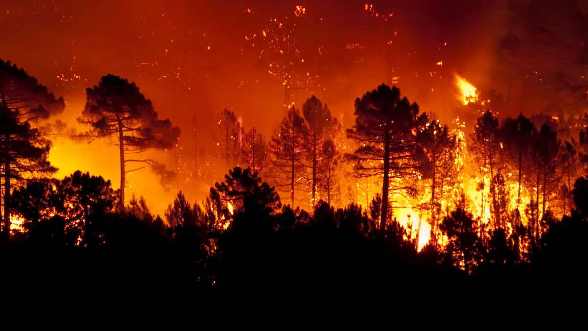 L&rsquo;Algérie va déployer 140 drones pour détecter à temps les départs de feu