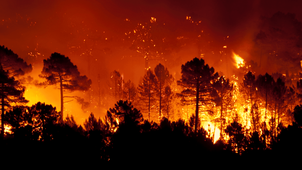 L’Algérie en alerte anti-incendie : 20.000 pompiers, avions et drones mobilisés