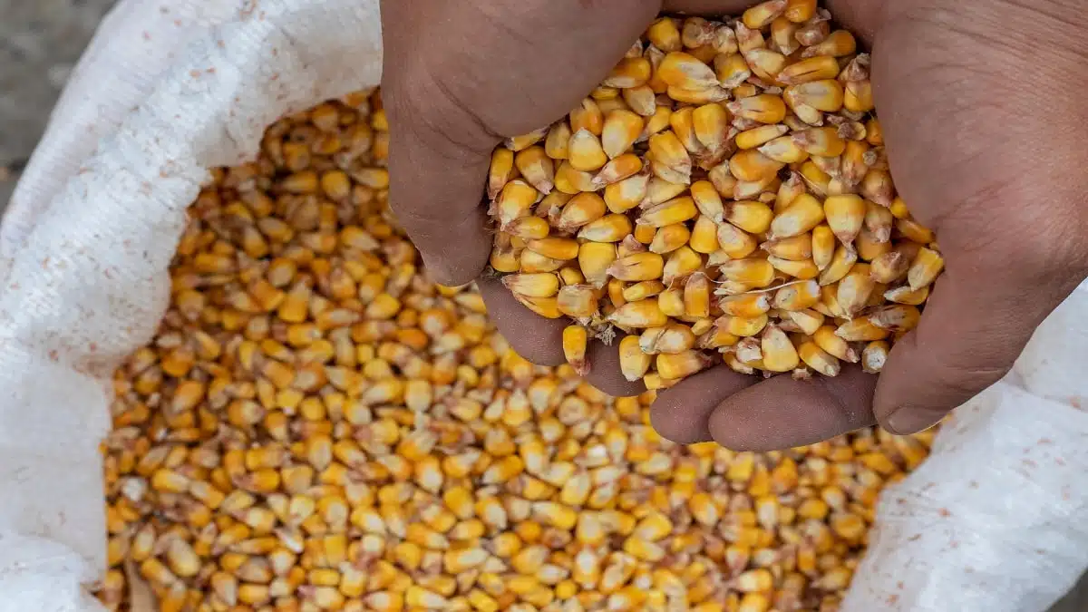 L’Algérie va importer du maïs d’Amérique du sud pour nourrir sa volaille