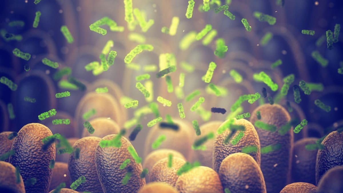 Microbiote : quelle influence du « deuxième cerveau » sur la santé ?