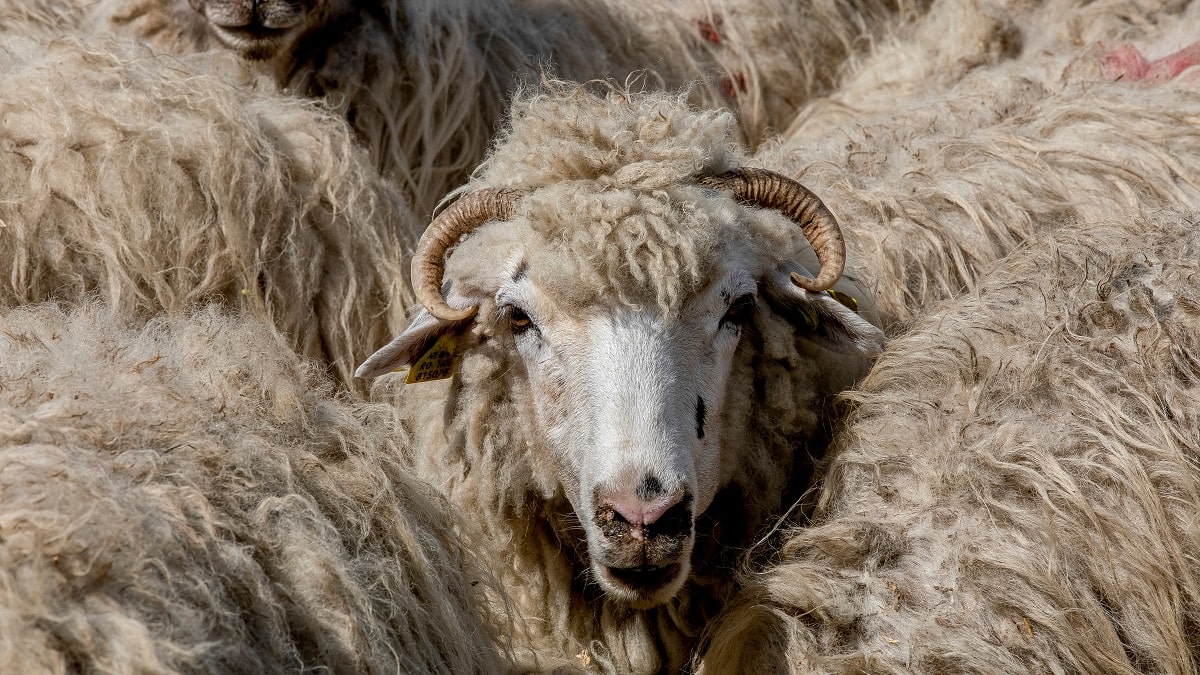 Aïd elKébir 2024 en Algérie fautil importer le mouton de Roumanie
