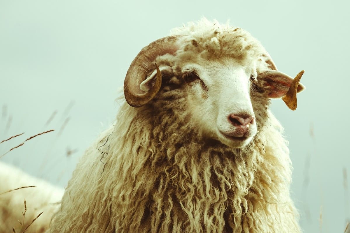 Prix des moutons en Algérie : deux ministres, deux versions