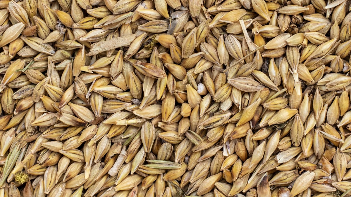 Algérie : des importations d’orge et de maïs qui posent question