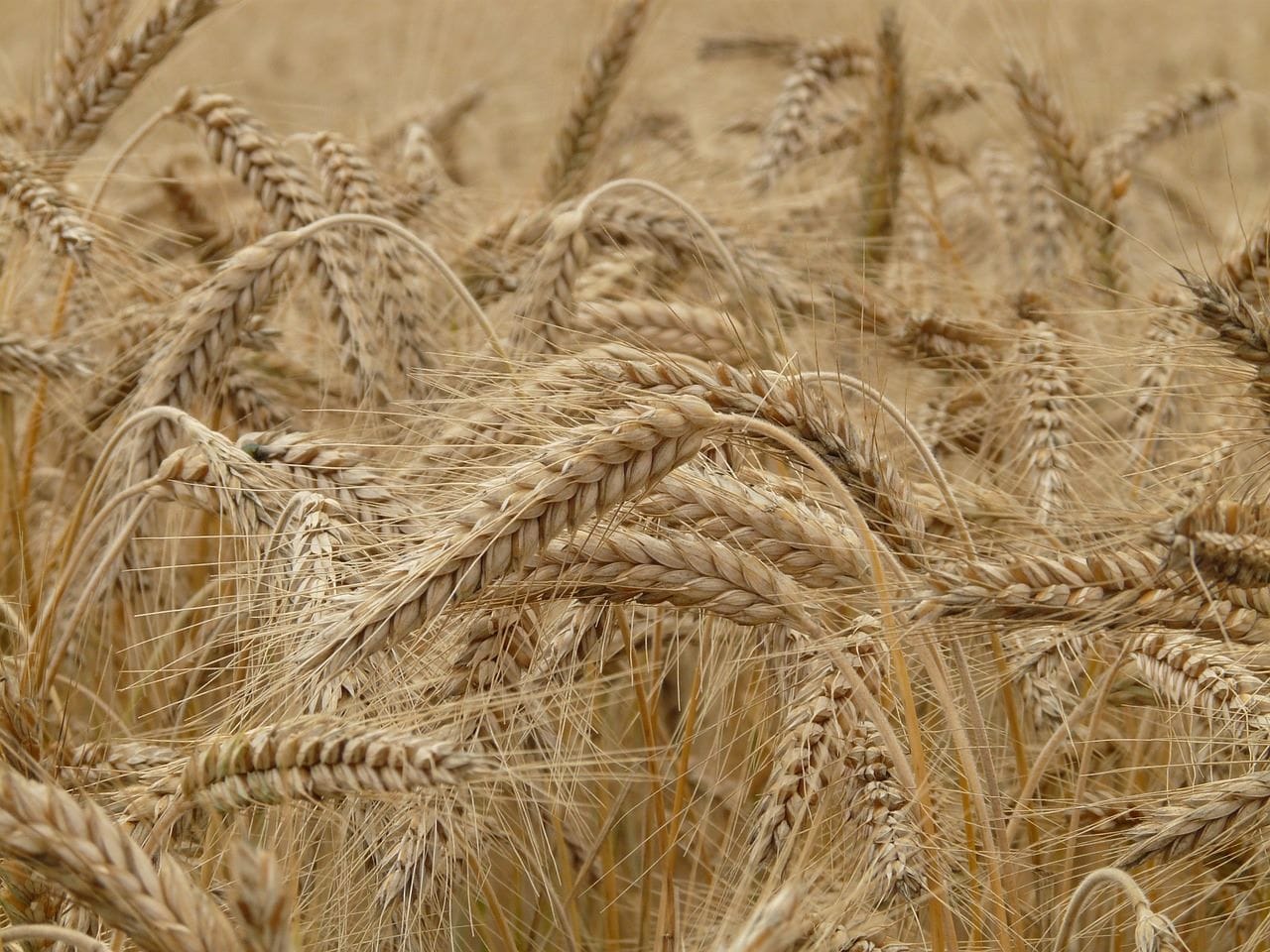 Comment l’Algérie peut réduire l’importation de l’orge et du maïs