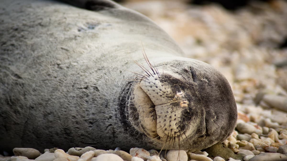 Le phoque moine qui s’est échoué sur une plage de Jijel retrouvé mort (photos)