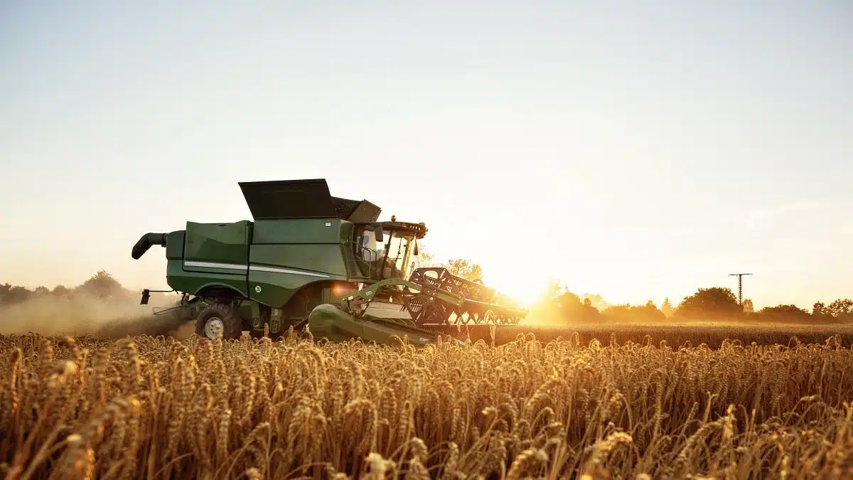 Récolte du blé au Sahara : l’Algérie face à un grand défi logistique