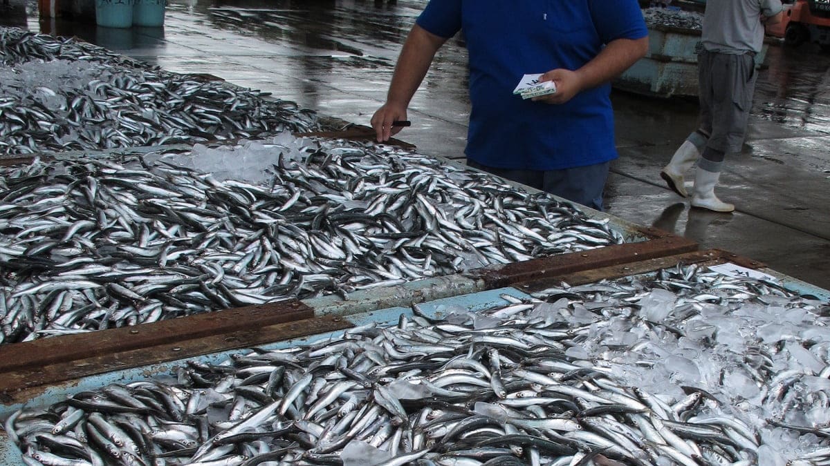L’Algérie importe de la sardine pour casser les prix