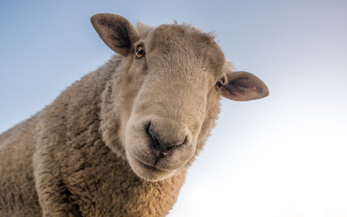 Images impressionnantes du sauvetage d’un mouton suspendu dans le vide