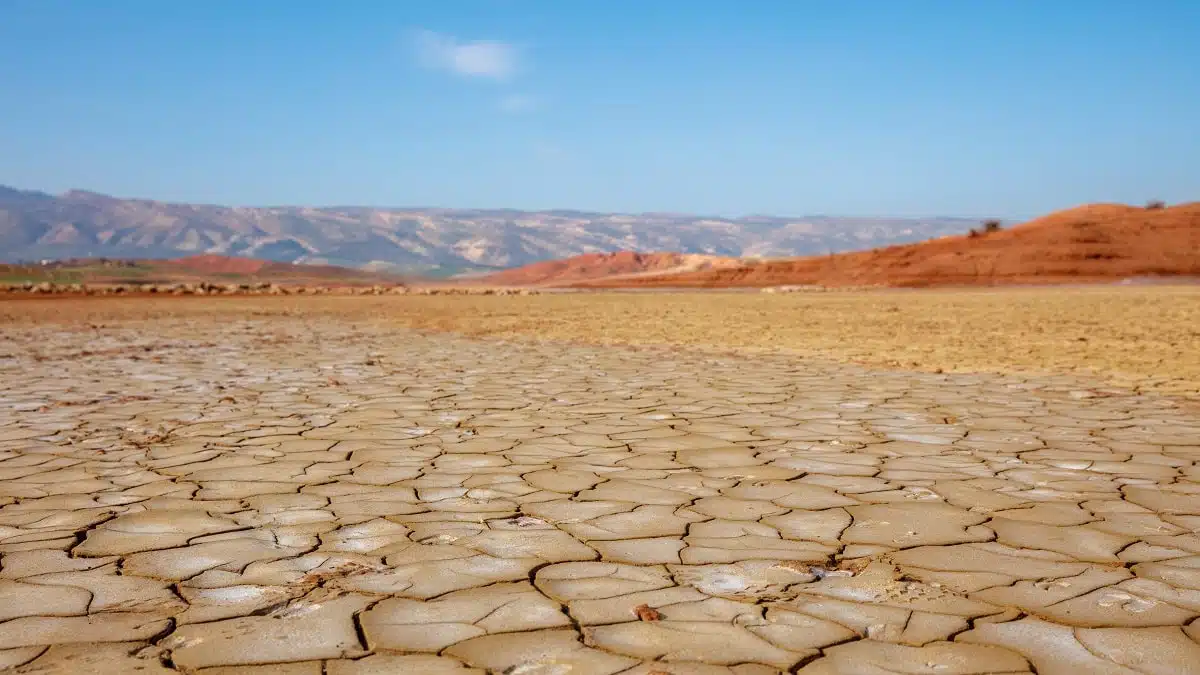 Sécheresse au Maroc : la filière lait durement touchée