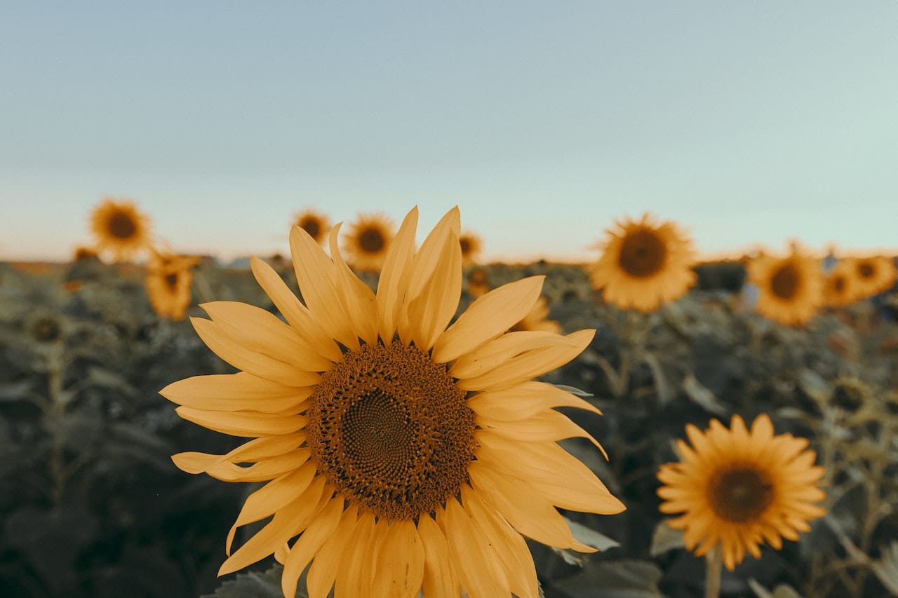 Tournesol : trois conditions de la réussite du programme en Algérie