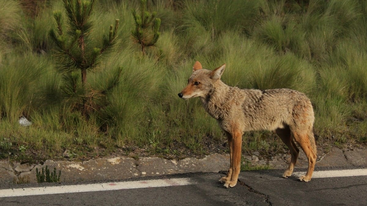 Un homme nourrit les chacals de ses propres mains, sa vidéo cartonne