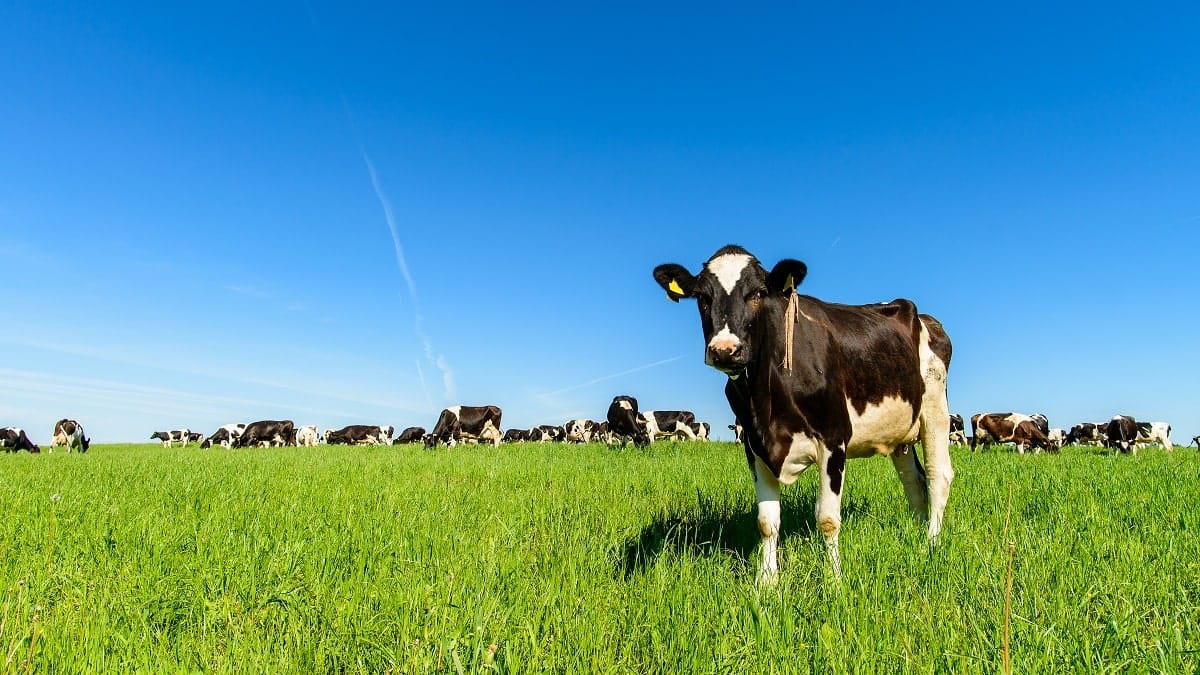 L’Algérie va importer des vaches laitières américaines