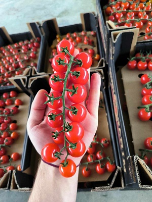 Ce projet représente un sérieux concurrent pour la tomate marocaine