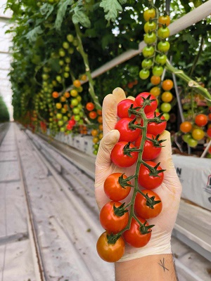 Algérie : un méga projet pour produire des tomates dans le désert