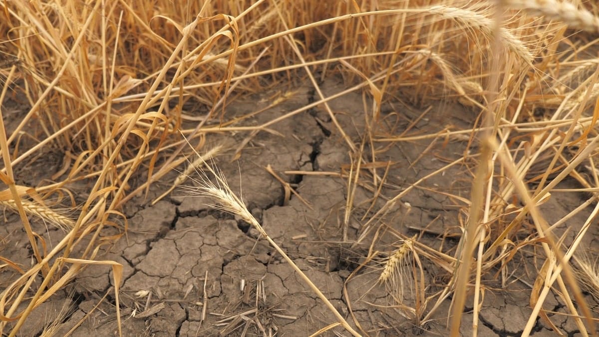 Sécheresse en Algérie : des champs de céréales totalement desséchés