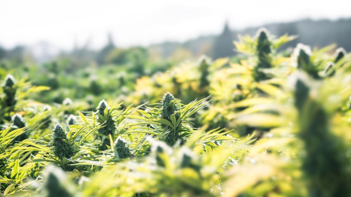 Légalisation du cannabis : la ruée vers l’or vert au Maroc