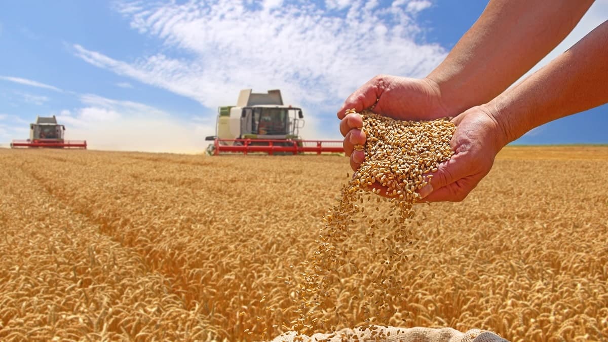 Algérie : la moisson du blé du Sahara s’annonce record en 2024