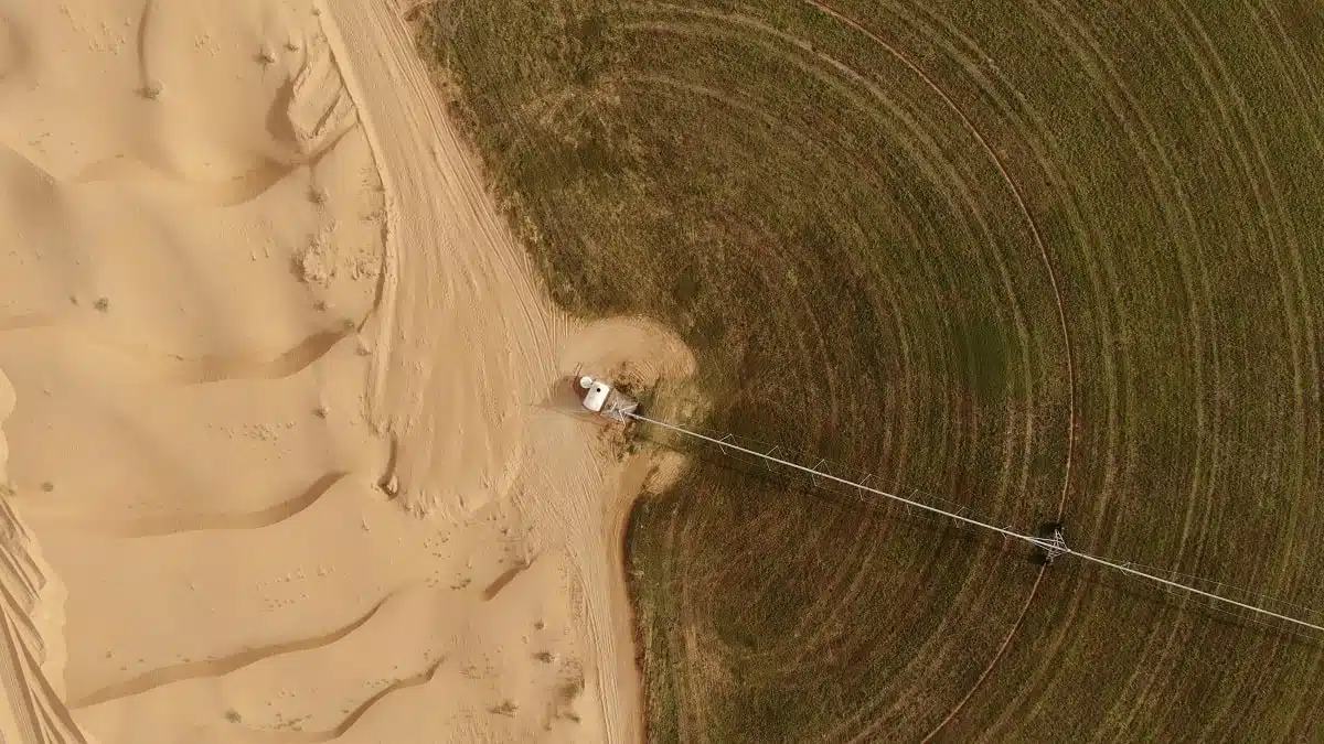 Algérie : l’impressionnant succès de la culture de blé dans les sables d’El Oued