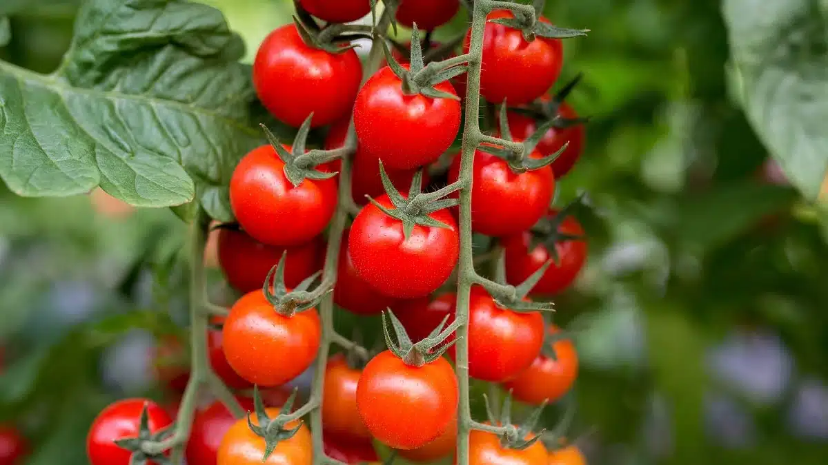 Tomates cerises : l&rsquo;Algérie veut être présente sur le marché européen