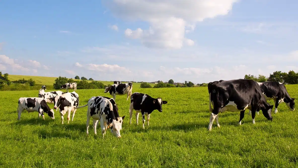 Ferme géante de Baladna en Algérie : de nouveaux détails dévoilés