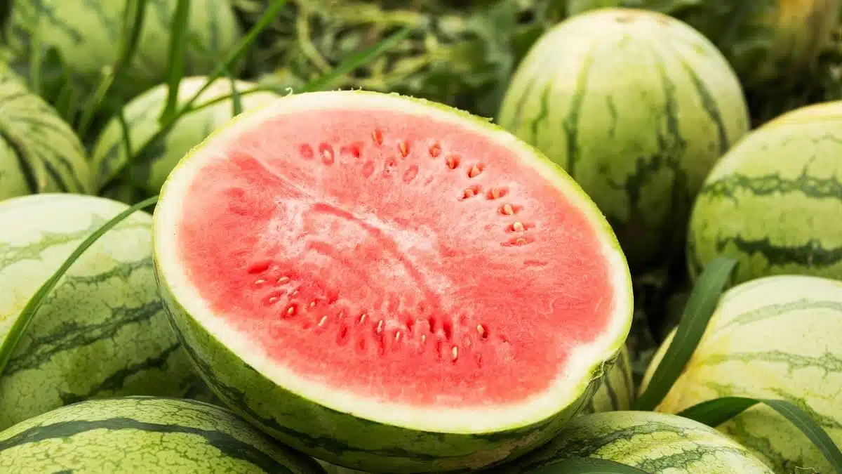 L’Algérie croule sous les pastèques : les prix s’effondrent