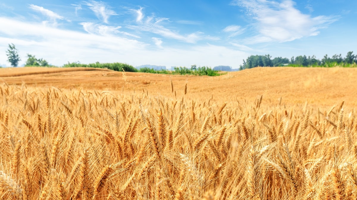 L’Algérie va importer plus de 800.000 tonnes de blé tendre