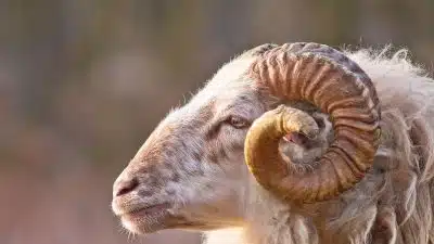 Alerte. L’Algérie va importer un million de moutons