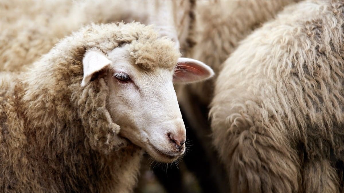 Aïd-el-Adha en France : voici où acheter le mouton et les prix