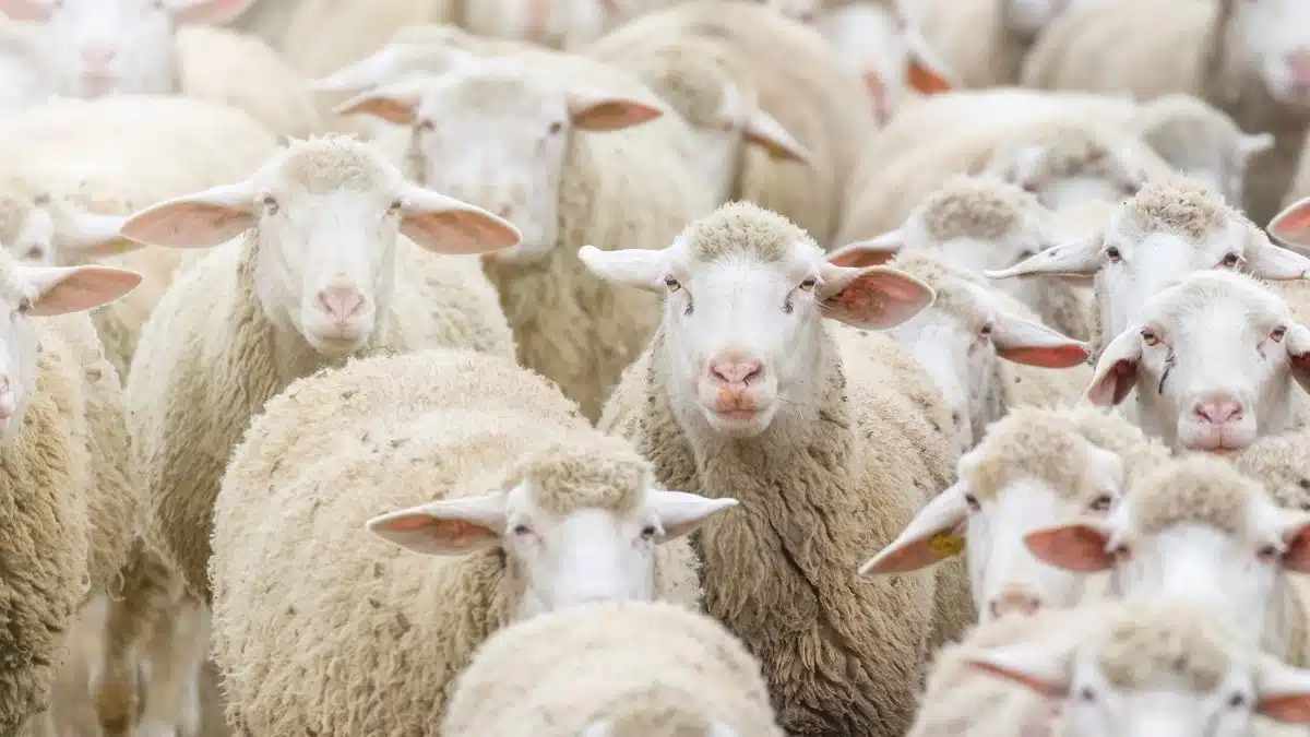 Aïd 2025 : l’Espagne vend ses moutons à l’Algérie, la filière viande grogne