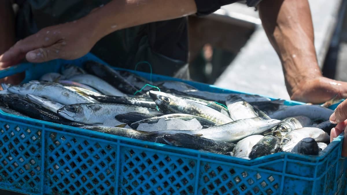 Au Maroc, à 5 € le kilo, la sardine devient un mets de luxe