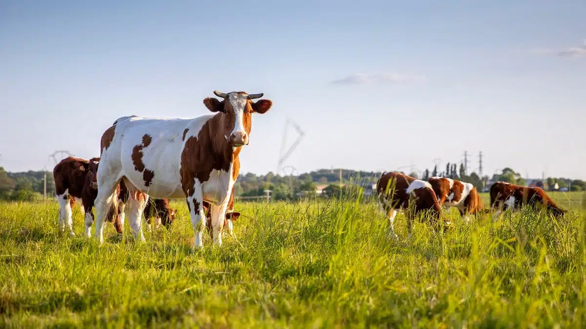 Elevage en Algérie : « Où sont passées les races algériennes ? »