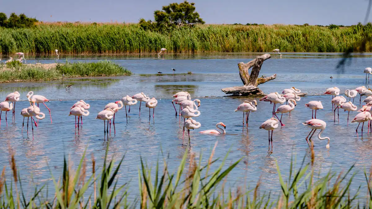 Le sauvetage de 300 flamants roses en Algérie fait un buzz mondial