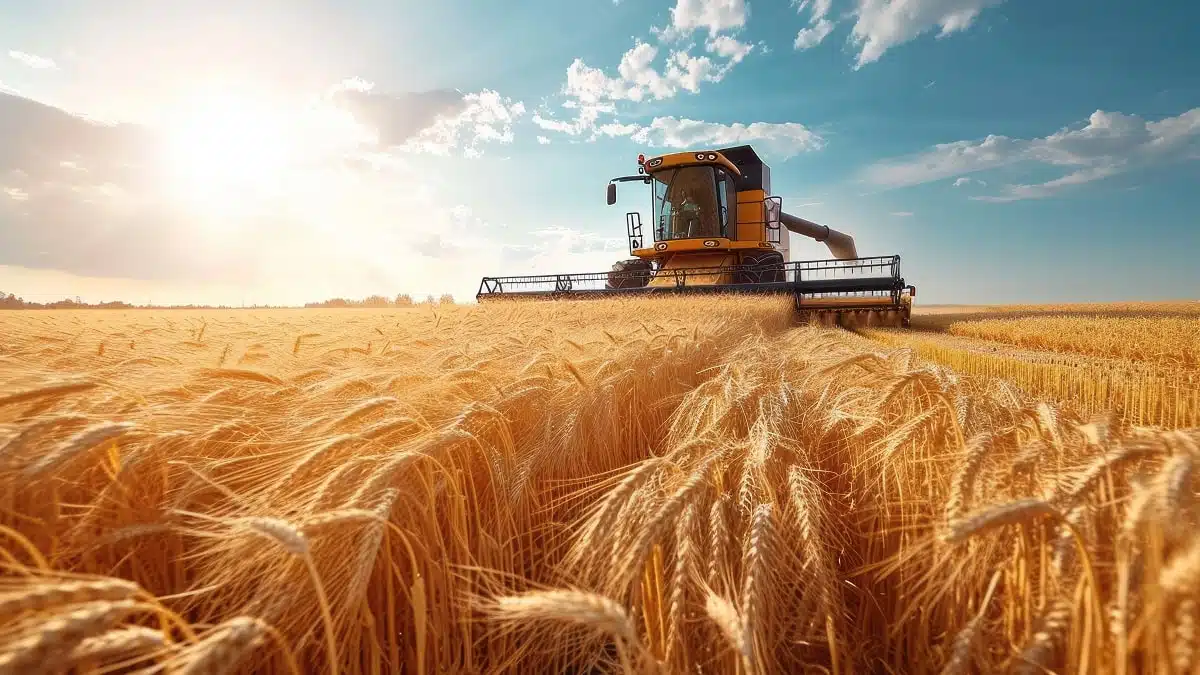 Part du blé français en Algérie : les raisons d’une chute vertigineuse