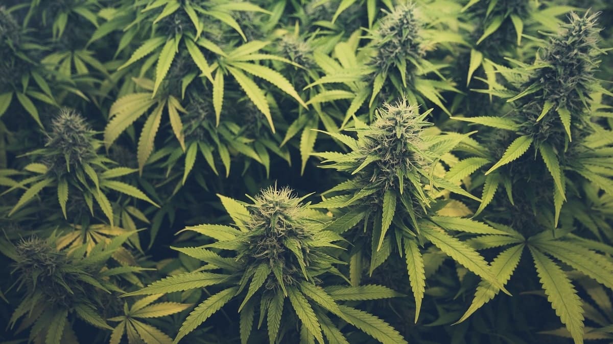 Cannabis : le Maroc se met à l’exportation de son « or vert »