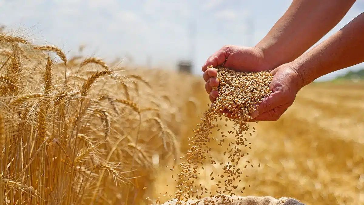 Blé dur : le projet de l’Italien BF en Algérie franchit une nouvelle étape