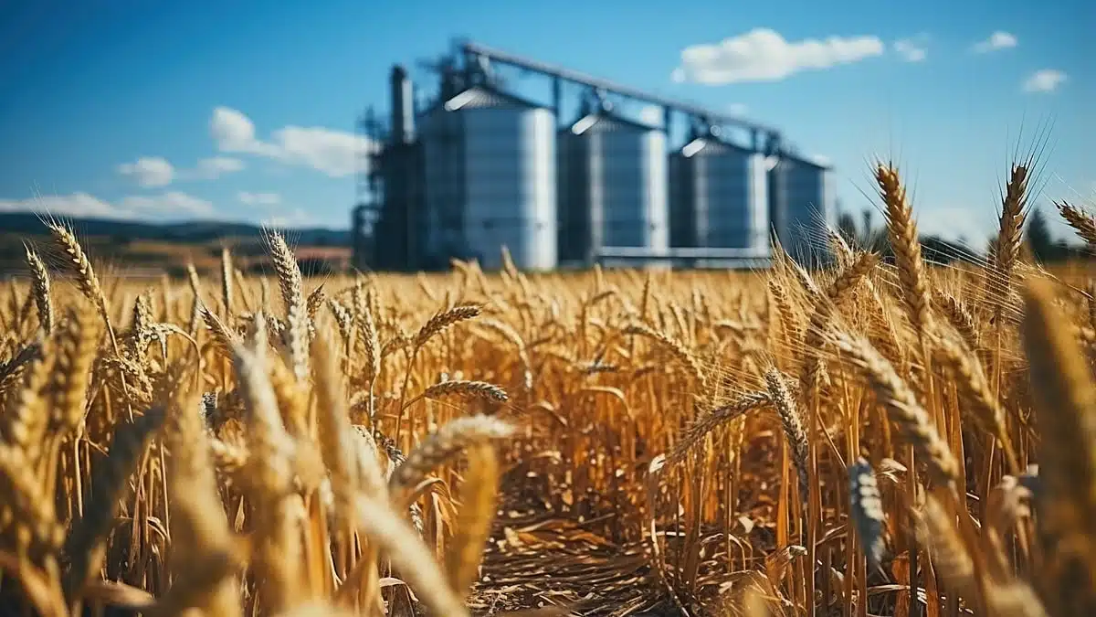 Présidentielles : Tebboune promet l’autofinance en blé dur, en orge et en maïs