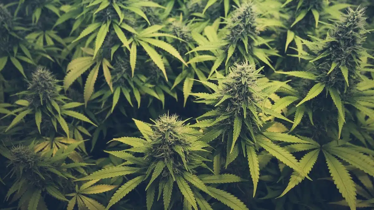 Maroc : Mohammed VI gracie des milliers de cultivateurs de cannabis